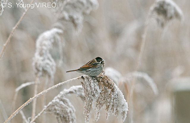 Reed Bunting y03-12-100.jpg